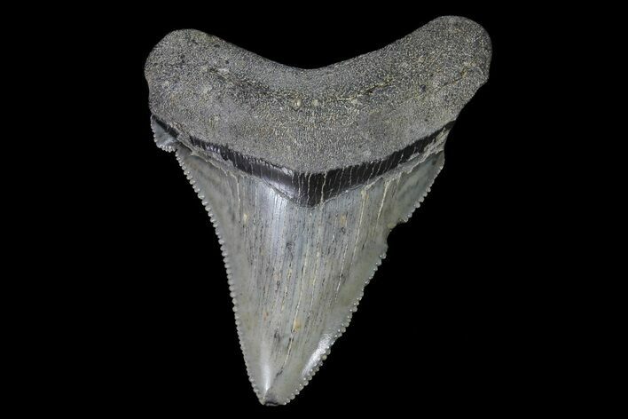 Bargain, Angustidens Tooth - Megalodon Ancestor #74283
